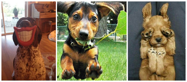 Dog Sitter In Home dog sitting in Lakeland FL