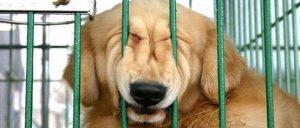 Dog Sitting Services Dog Boarding, Walking, Pet Sitting, In-Home Pet Sitting in Lakeland, FL