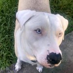 Pet Transportation Services serving Lakeland FL