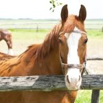 horse in a pasture