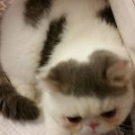 kitten eating dinner