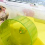 hamster wheel