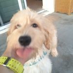 Bella the sweetest doodle