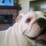 Boo the cute bulldog