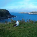 kitten on grass overlooking water