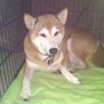 husky mix dog in a crate