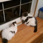 Kittens sitting near a window