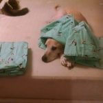 Sooner under sheets