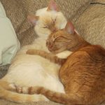cats hugging
