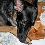 Pet Sitting Services in Lakeland, FL