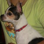 dog boarding services lakeland