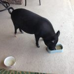 Pet sitter serving the Lakeland FL area