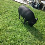 black potbellied pig grazing