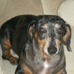 Dog Walking Services in Lakeland, FL