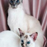 In Home Pet Sitting in Lakeland, FL