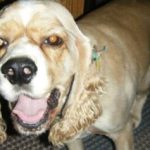 Dog Boarding, Walking, Pet Sitting, In-Home Pet Sitting in Lakeland, FL