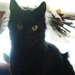 In Home Pet Sitting and Care in Lakeland, FL